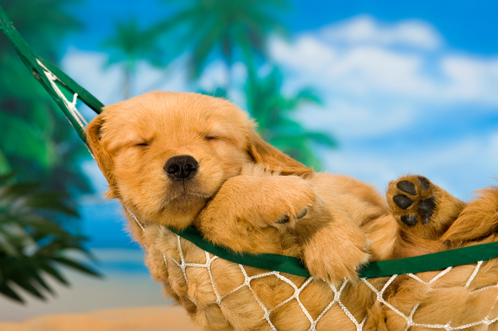 About the Resort | Paws in Paradise
